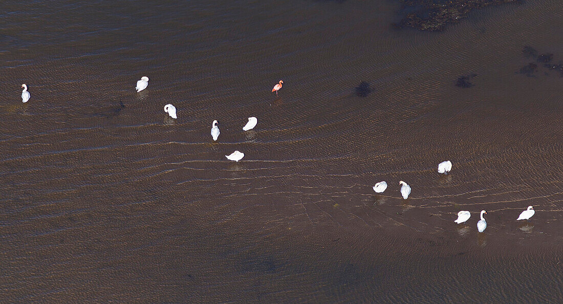 Aerial view of the Tirol Ach river delta in the Chiemsee, Tiroler Achen, Natural reserve, Chiemgau, Upper Bavaria, Bavaria, Germany