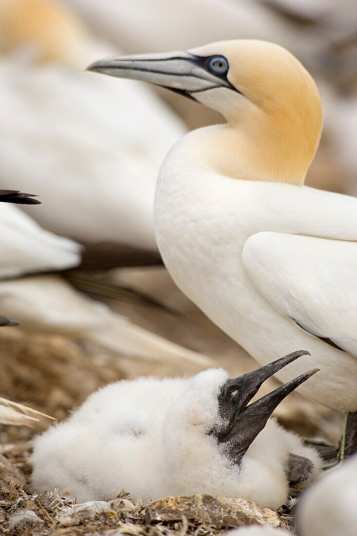 Gannet chick with parent