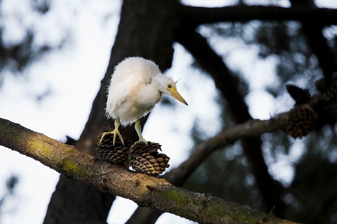 Snowy Egret Egretta thula chick walks up and down a branch looking for its nest near San Francisco, California This colony of egrets chose to mate, breed and birth above a suburban residential jogging path