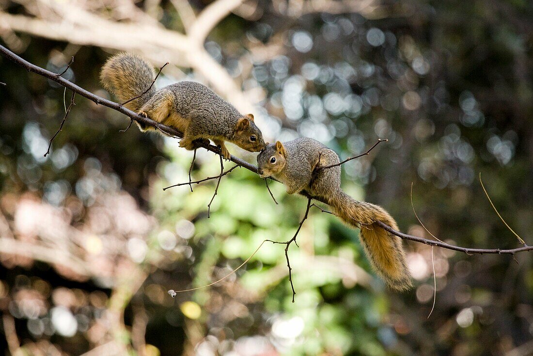 A male fox tree squirrel pursues a female squirrel in an attempt to mate in Northern California