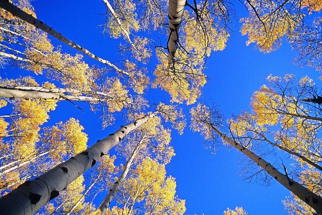 Goose Creek Mountains, Autumn colors and Aspen trees high in the Goose Creek Mountains of southern, Idaho