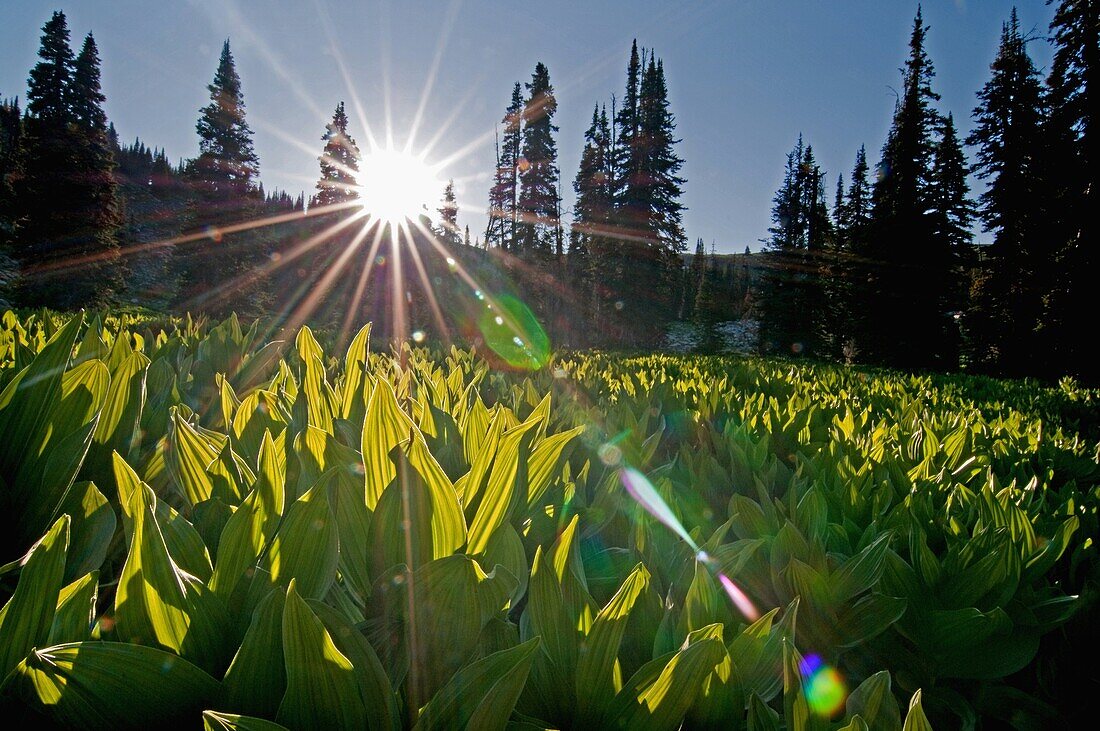 Albion Mountains, Corn Lilies at sunset high on Mount Harrison in the Albion Mountains of southern Idaho