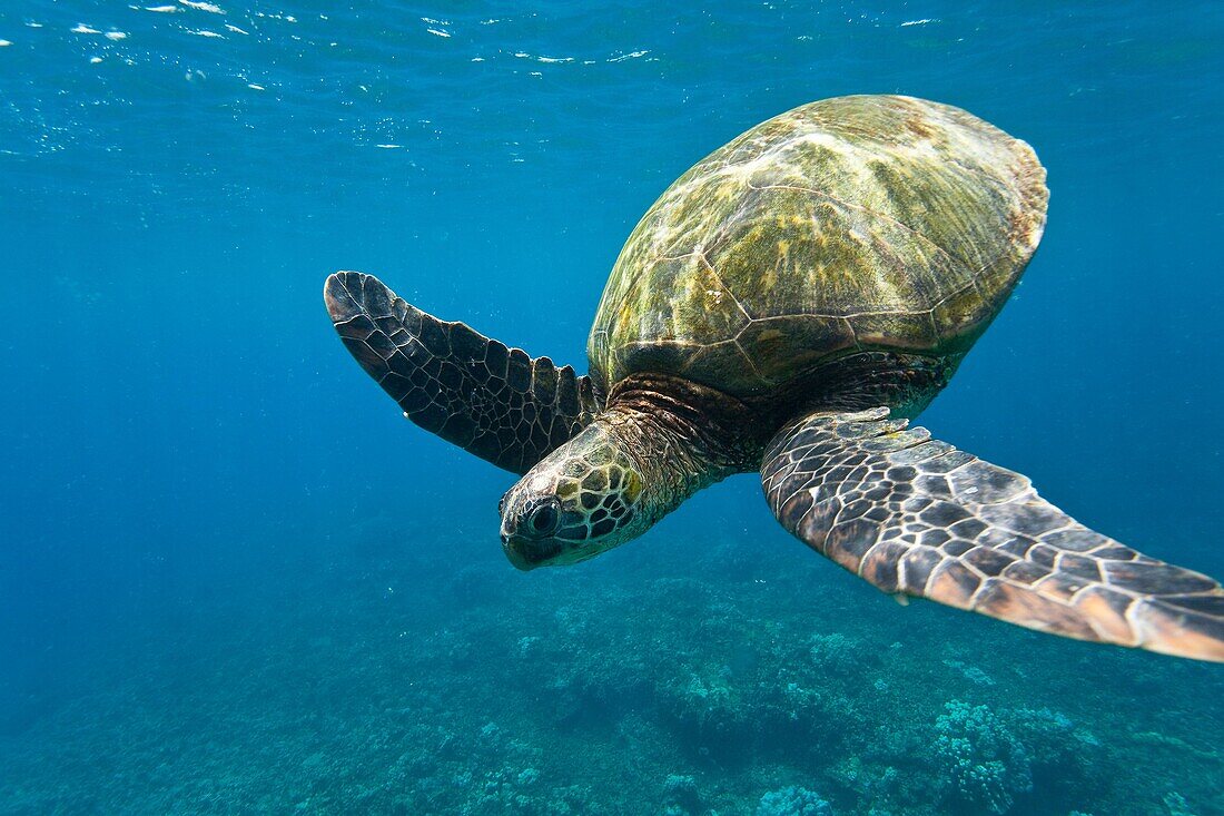 Adult green sea turtle Chelonia mydas in the protected marine sanctuary at Honolua Bay on the northwest side of the island of Maui, Hawaii, USA MORE INFO The range of this species extends throughout tropical and subtropical seas around the world, with tw