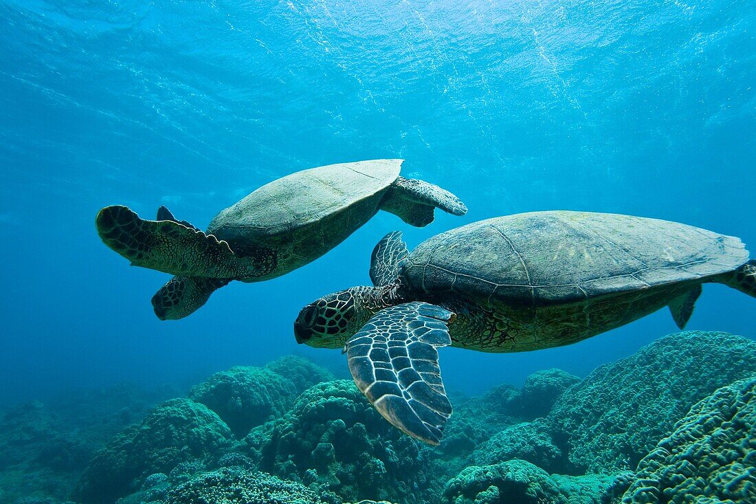 Green sea turtle Chelonia mydas at cleaning station at Olowalu Reef on the west side of the island of Maui, Hawaii, USA MORE INFO The range of this species extends throughout tropical and subtropical seas around the world, with two distinct populations i