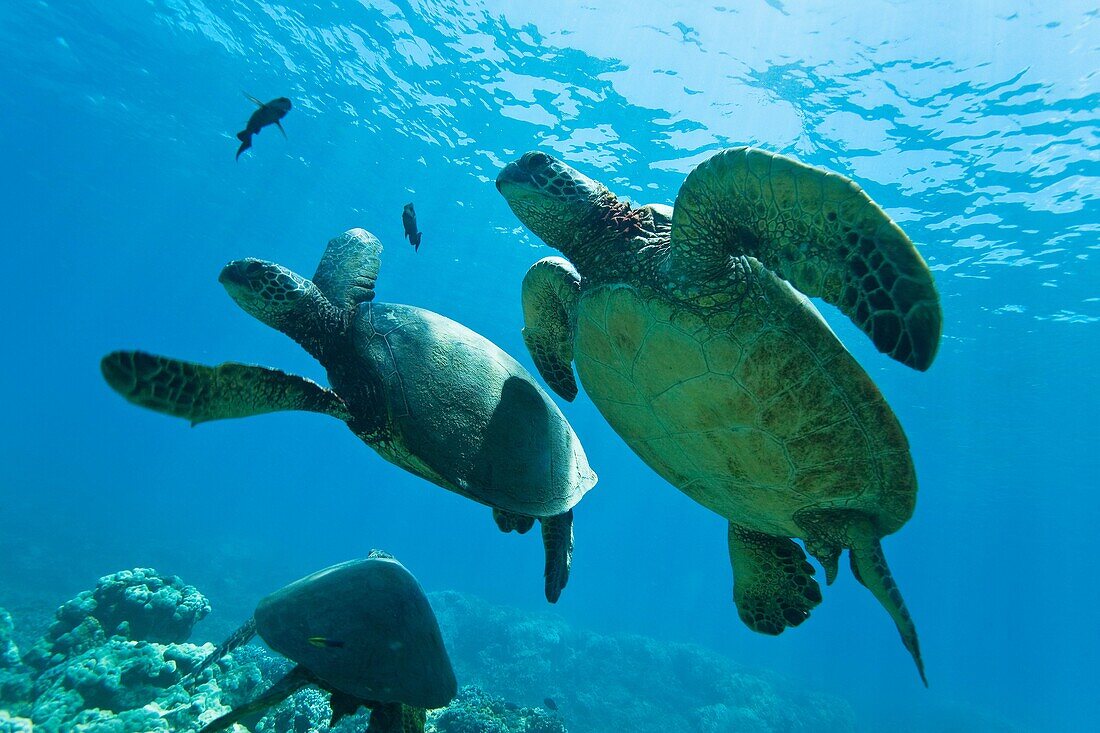 Green sea turtle Chelonia mydas at cleaning station at Olowalu Reef on the west side of the island of Maui, Hawaii, USA MORE INFO The range of this species extends throughout tropical and subtropical seas around the world, with two distinct populations i