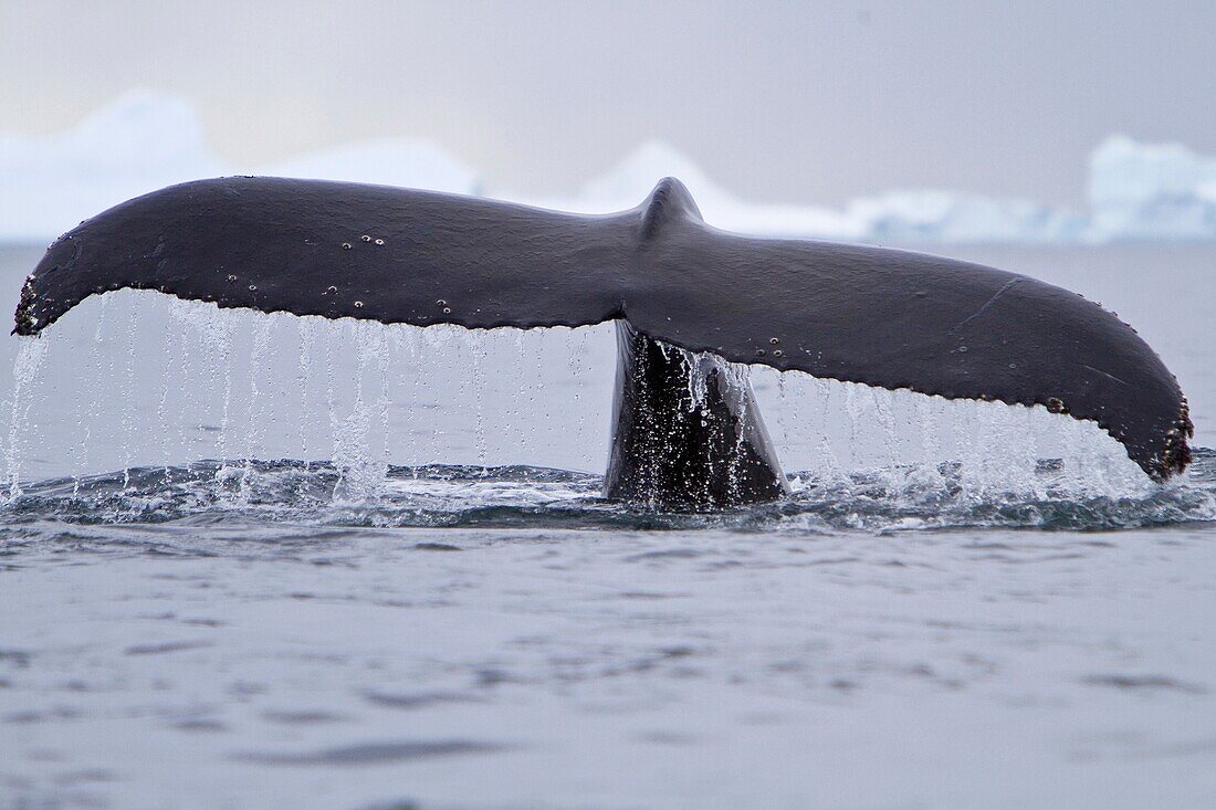 Humpback whale Megaptera novaeangliae flukes-up dive near the Antarctic Peninsula, Antarctica, Southern Ocean MORE INFO Humpbacks feed only in summer, in polar waters, and migrate to tropical or sub-tropical waters to breed and give birth in the winter