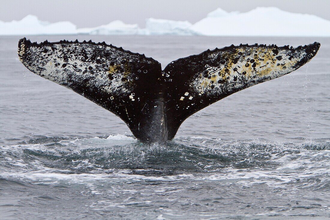 Humpback whale Megaptera novaeangliae flukes-up dive near the Antarctic Peninsula, Antarctica, Southern Ocean MORE INFO Humpbacks feed only in summer, in polar waters, and migrate to tropical or sub-tropical waters to breed and give birth in the winter