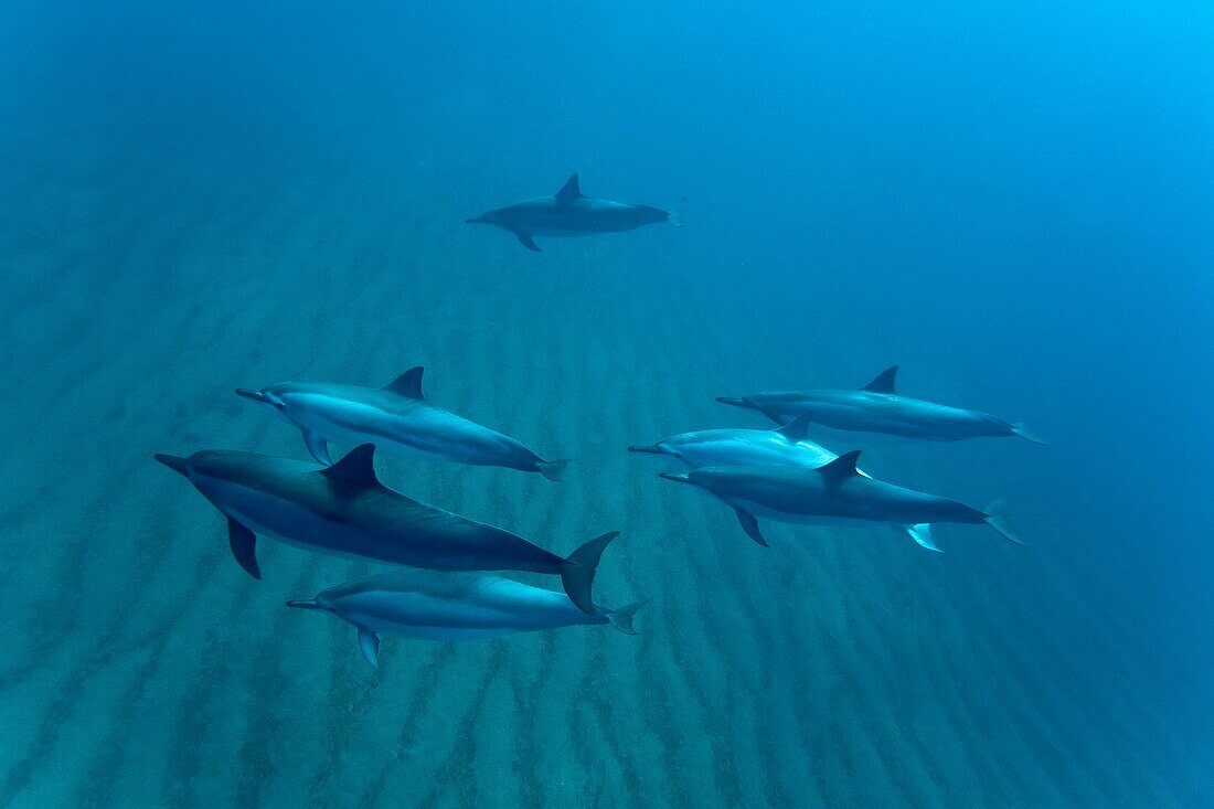 Hawaiian Spinner Dolphin pod Stenella longirostris underwater in Honolua Bay off the northwest coast of Maui, Hawaii, USA Pacific Ocean Spinner Dolphins occur in pelagic tropical waters in all the world's major oceans Although they mainly live in the o