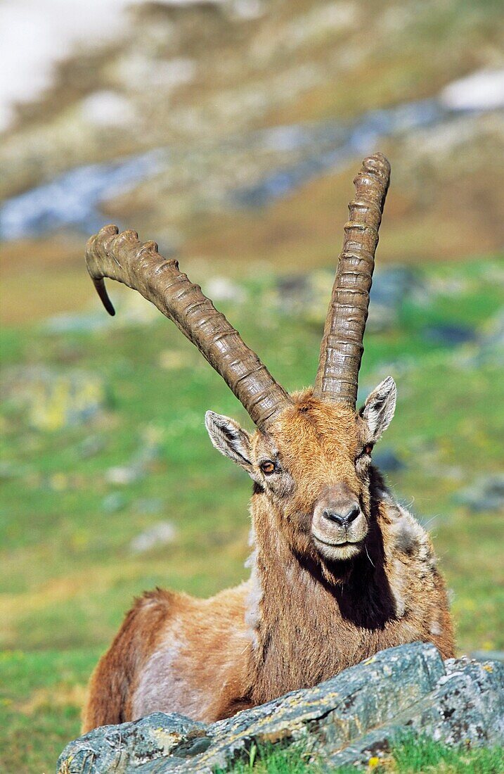 Alpine Ibex Capra ibex portrait of a bull in spring The long winter in the high mountains etiolated and weakened the animals The changing of the coats gives them an unkempt appearance, their main activity is grazing and resting to recover their strengh