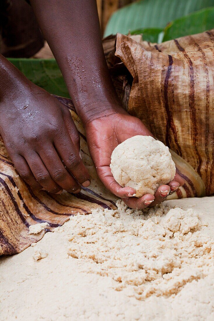 Dorze in the Guge mountains of Ethiopia, preparation of food dough and bread called Kotcho from the stem of a cooking banana Enset, Ensete, musa paradisiaca The raw material extracted from the stems is fermented The tribe of the Dorze is living high up