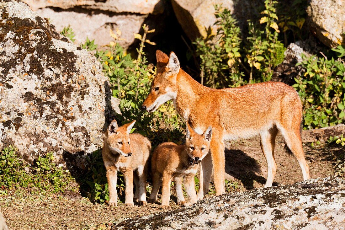 Ethiopian Wolf Canis simensis mother bringing prey, a rodent, to the begging and eating pups, litter, near their den in the Bale Mountains National Park The Ethiopian Wolf is the rarest of the wild dogs or wolves and strictly protected The overall popul