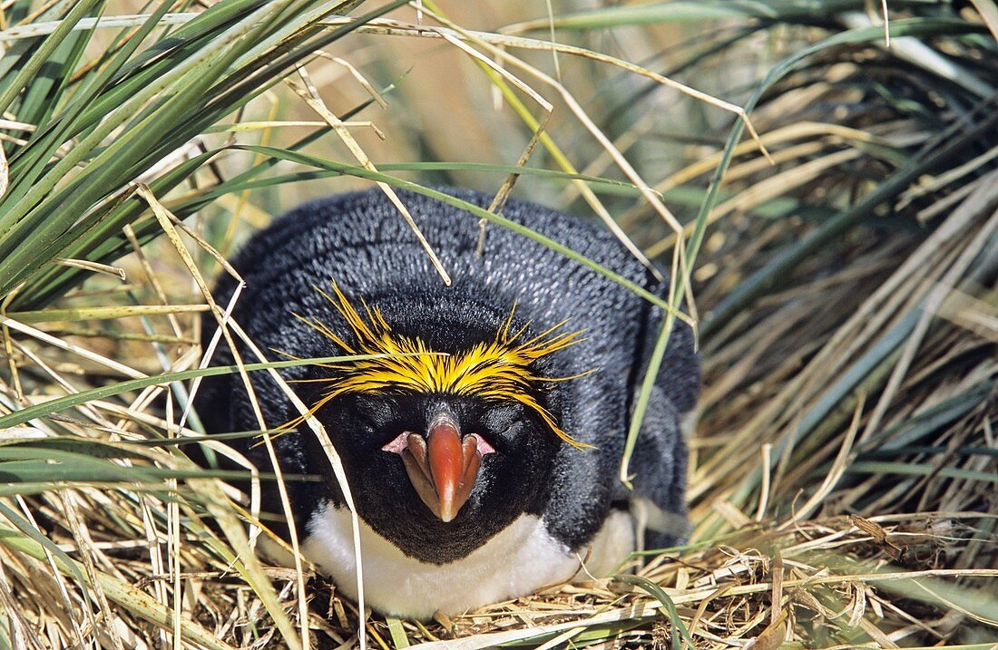 Macaroni Penguin Eudyptes Chrysolophus procument in colony in tussock gras, frontal portrait Antarctica, Subantarctica, South Georgia, November 2003