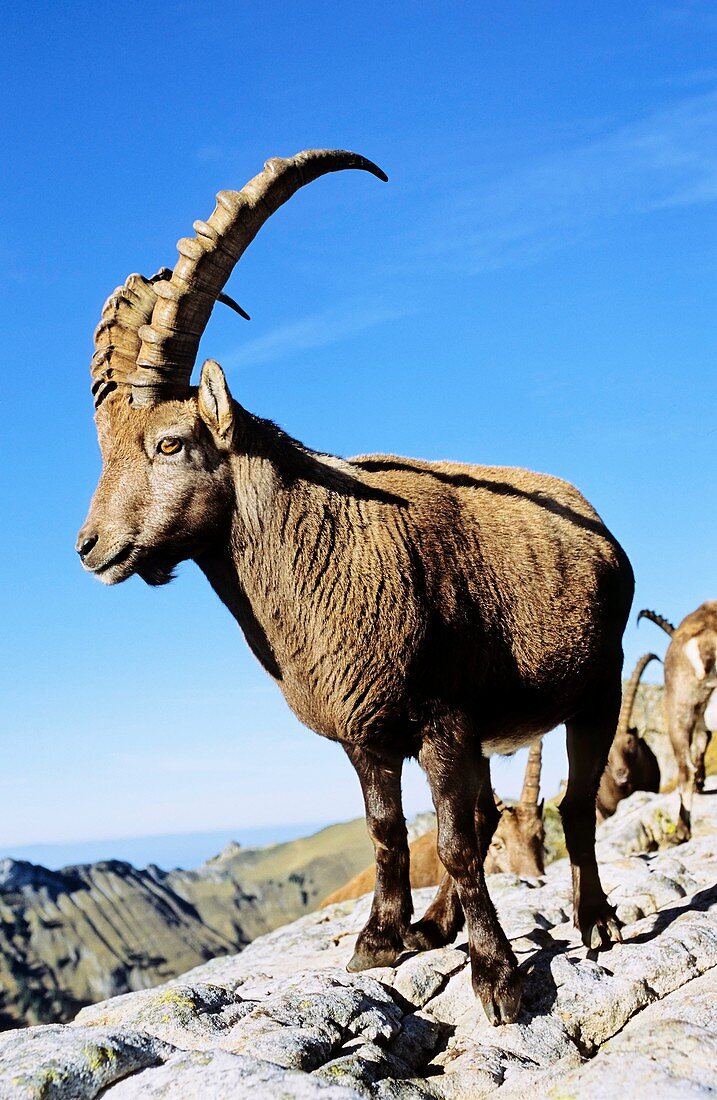 Alpine Ibex Capra ibex in fall, autumn, portrait of bull Europe, Switzerland, Bernese Oberland, October 1999