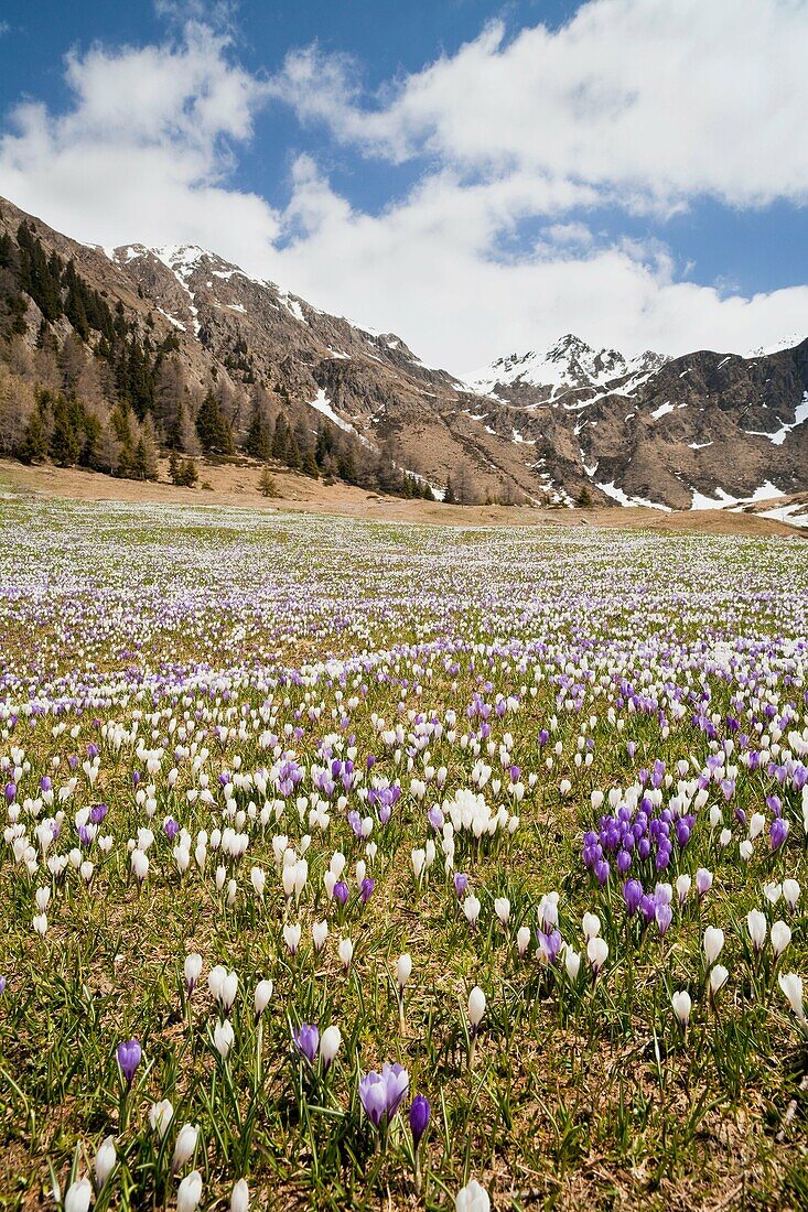 Spring crocus Crocus vernus is a harbinger of spring in the high mountains of the alps It often forms flower meadows around the mountain alpes of the local farmers Europe, Central Europe, Eastern Alps, South Tyrol, Italy, May 2010