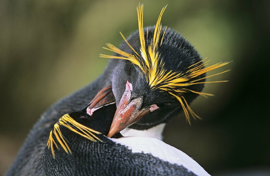 Macaroni Penguin Eudyptes Chrysolophus pair preening each other in colony in tussock gras Antarctica, Subantarctica, South Georgia, November 2003