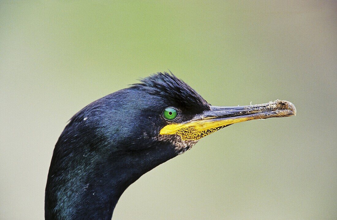 European Shag Phalacrocorax aristotelis or Common Shag, portrait on cliff Europe, Northern Europe, Great Britain, Scotland, Shetland Islands, Foula, May 2002