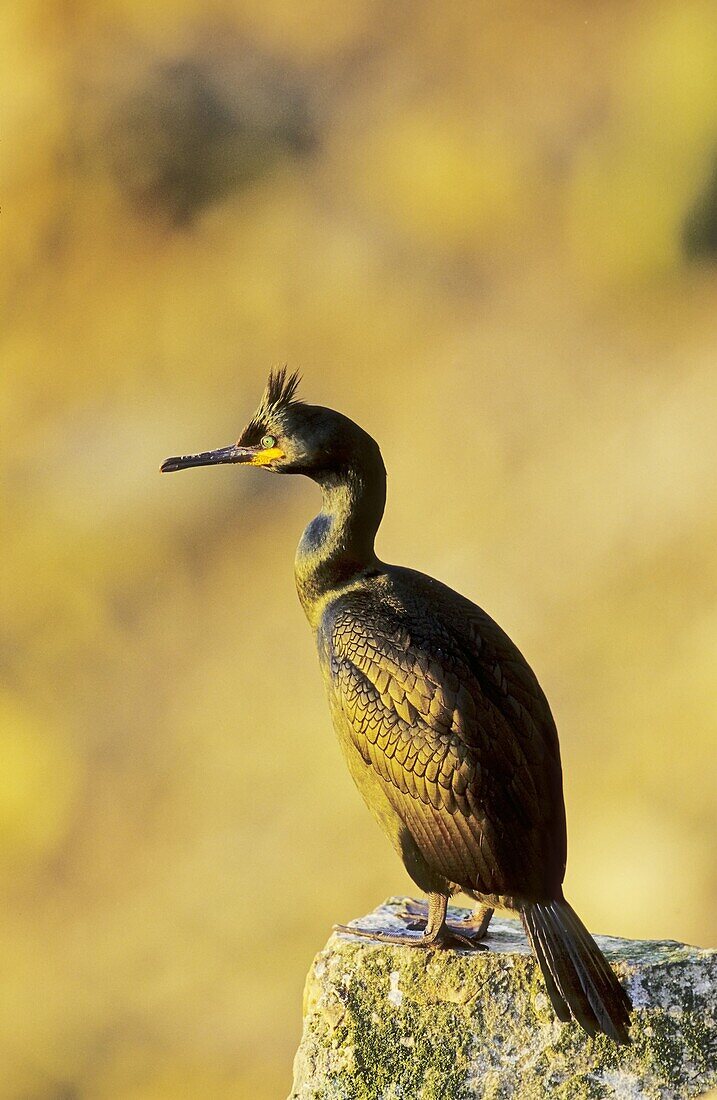 European Shag Phalacrocorax aristotelis or Common Shag, portrait on cliff Europe, Northern Europe, Great Britain, Scotland, Shetland Islands, Foula, May 2002