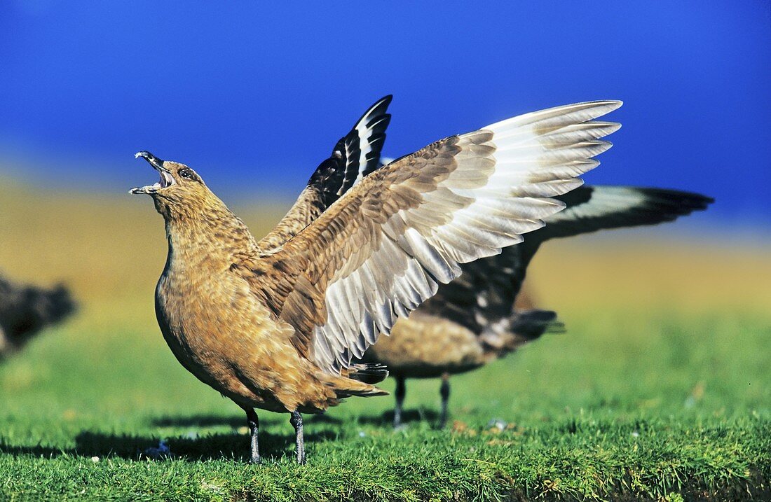 Skua or Northern Skua Stercorarius Skua displaying its wings to defend its territory Northern Skuas are living near the coastlines of Northern Europe and are famous for their aggressivity and their Cleptoparasitism They are breeding in moor and heather