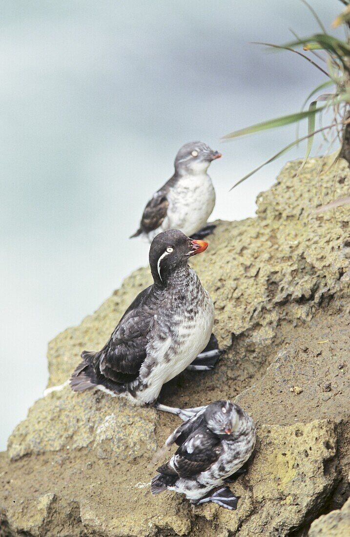 Parakeet Auklet Aethia psittacula, Pribilof Island, with two least auklets on cliff America, North America, Alaska, Pribilof Islands, July 1997