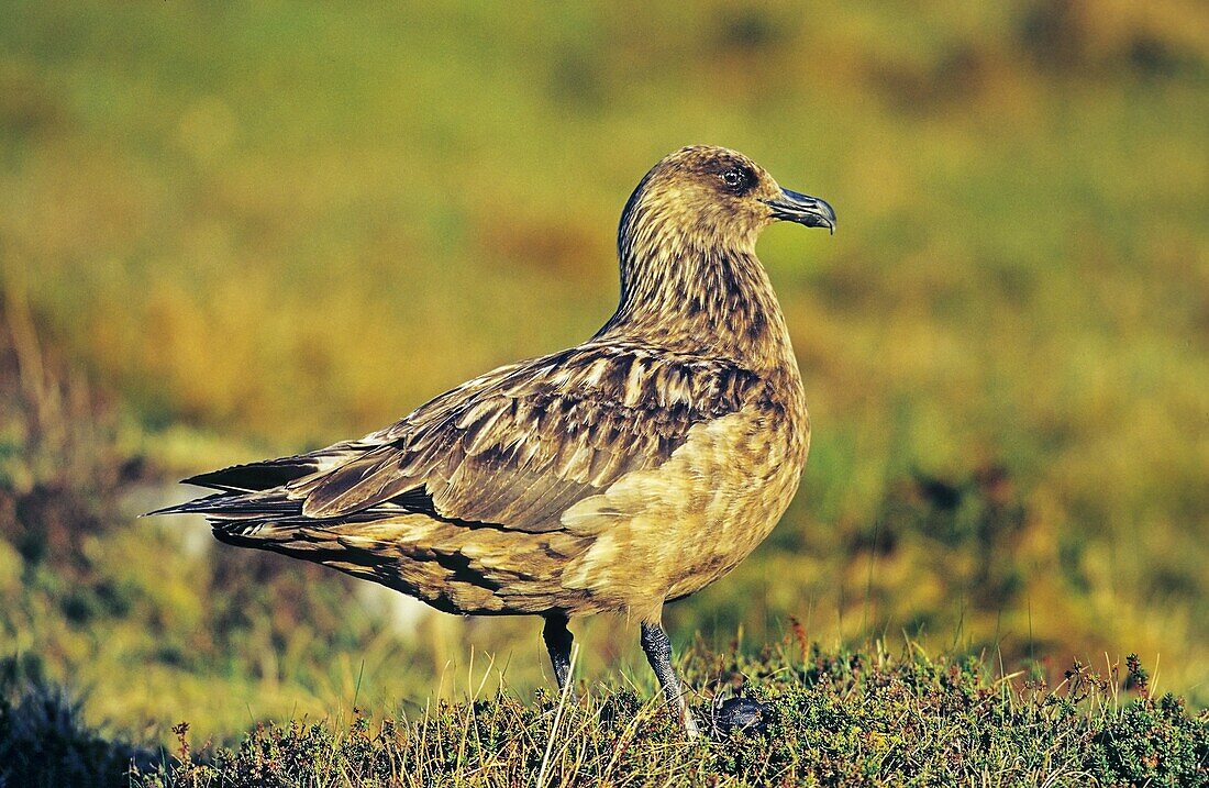 Skua or Northern Skua Stercorarius Skua portrait Northern Skuas are living near the coastlines of Northern Europe and are famous for their aggressivity and their Cleptoparasitism They are breeding in moor and heather areas close to the seashore Their w