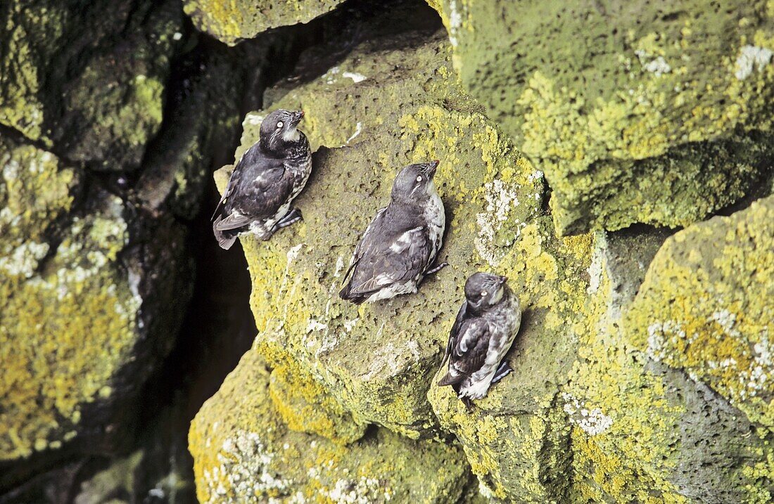 Least Auklet Aethia pusilla, Pribilof Island Least Auklets are the smalles of all auks and very often form large colonies during the breeding season America, North America, Alaska, Pribilof Islands, July 1997