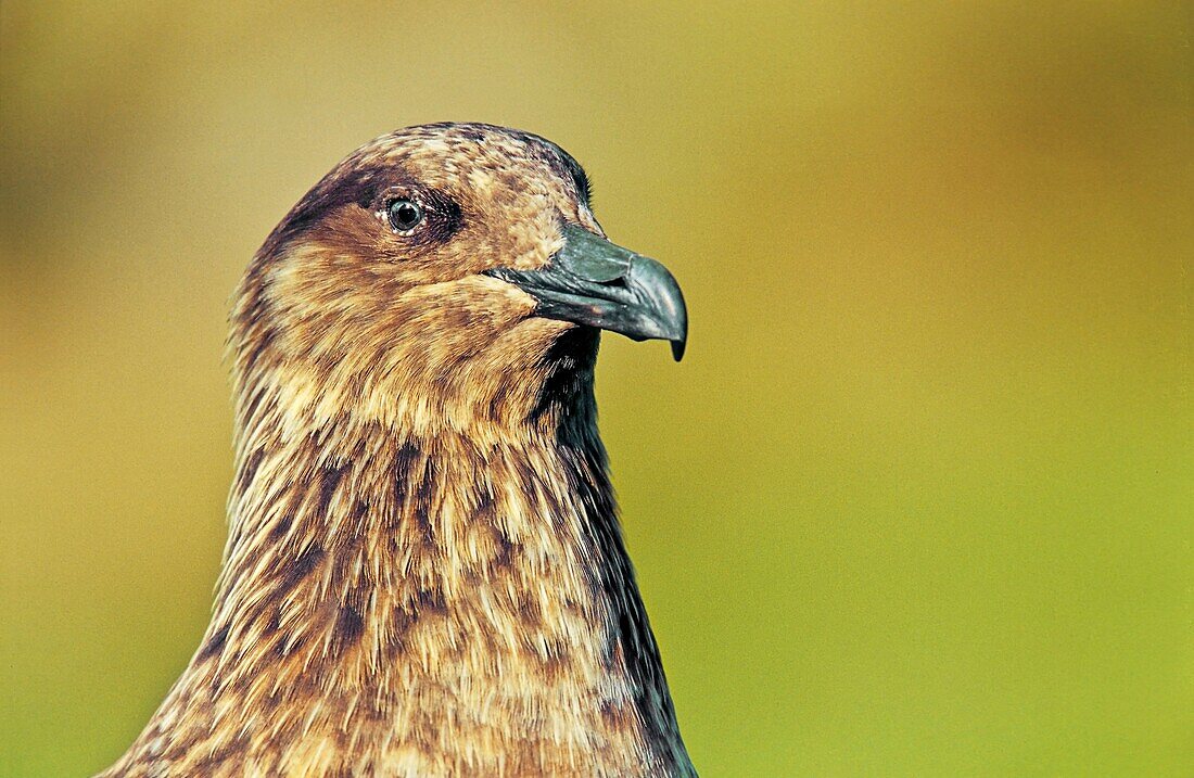 Skua or Northern Skua Stercorarius Skua portrait Northern Skuas are living near the coastlines of Northern Europe and are famous for their aggressivity and their Cleptoparasitism They are breeding in moor and heather areas close to the seashore Their w