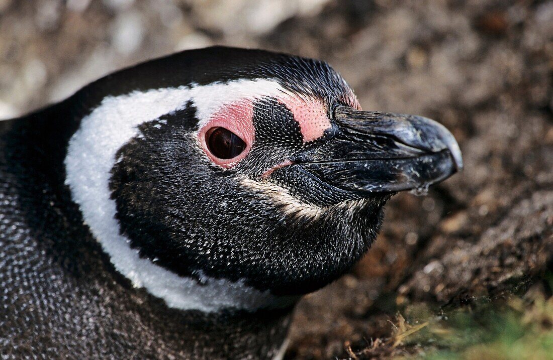 Magellanic penguin Spheniscus magellanicus looking out of a burrow The range of Magellanic Penguins is primarily patagonia and the Falkland Islands On The Falkland Islands the numbers are declining rapidly 2009 and the species is listed as near threaten