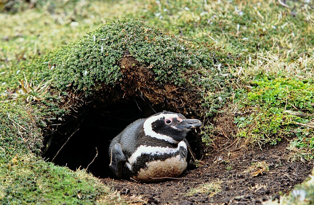 Magellanic penguin Spheniscus magellanicus at burrow The range of Magellanic Penguins is primarily patagonia and the Falkland Islands On The Falkland Islands the numbers are declining rapidly 2009 and the species is listed as near threatened Amonog oth