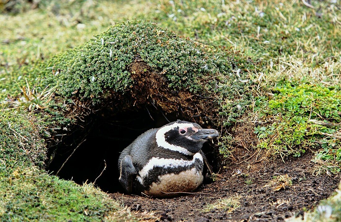 Magellanic penguin Spheniscus … – Bild kaufen – 70343585 lookphotos