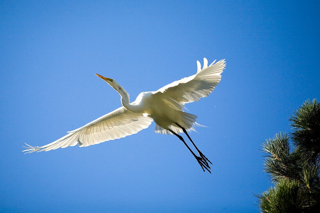 Great egret (Ardea alba, fam. Ardeidae) in flight. The artificial estuaries and lagoons in the suburbs of San Francisco (California, USA) have proved to be good nesting grounds for many types of water fowl.