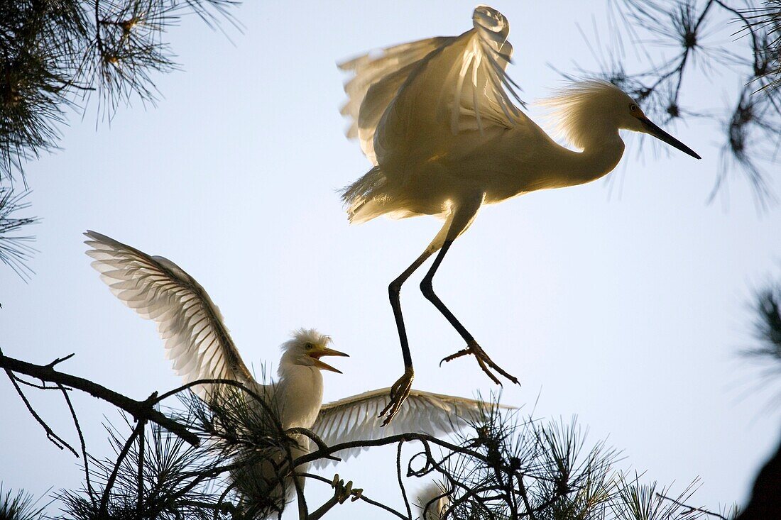 Snowy Egret Egretta thula parent attempts to escape hungry chick near San Francisco, California This colony of egrets chose to mate, breed and birth above a suburban residential jogging path