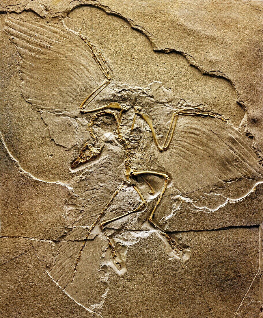 Skeleton of archaeopteryx Archaeopteryx lithographica, palaeontology museum, Moscow, Russia