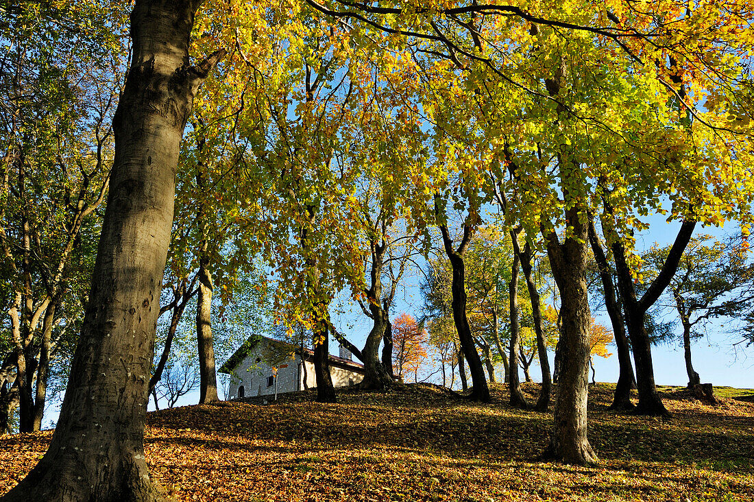 Herbstlich verfärbter Laubwald mit Haus im Hintergrund, Monte San Giorgio, UNESCO Weltkulturerbe Monte San Giorgio, Luganer See, Tessiner Alpen, Tessin, Schweiz, Europa