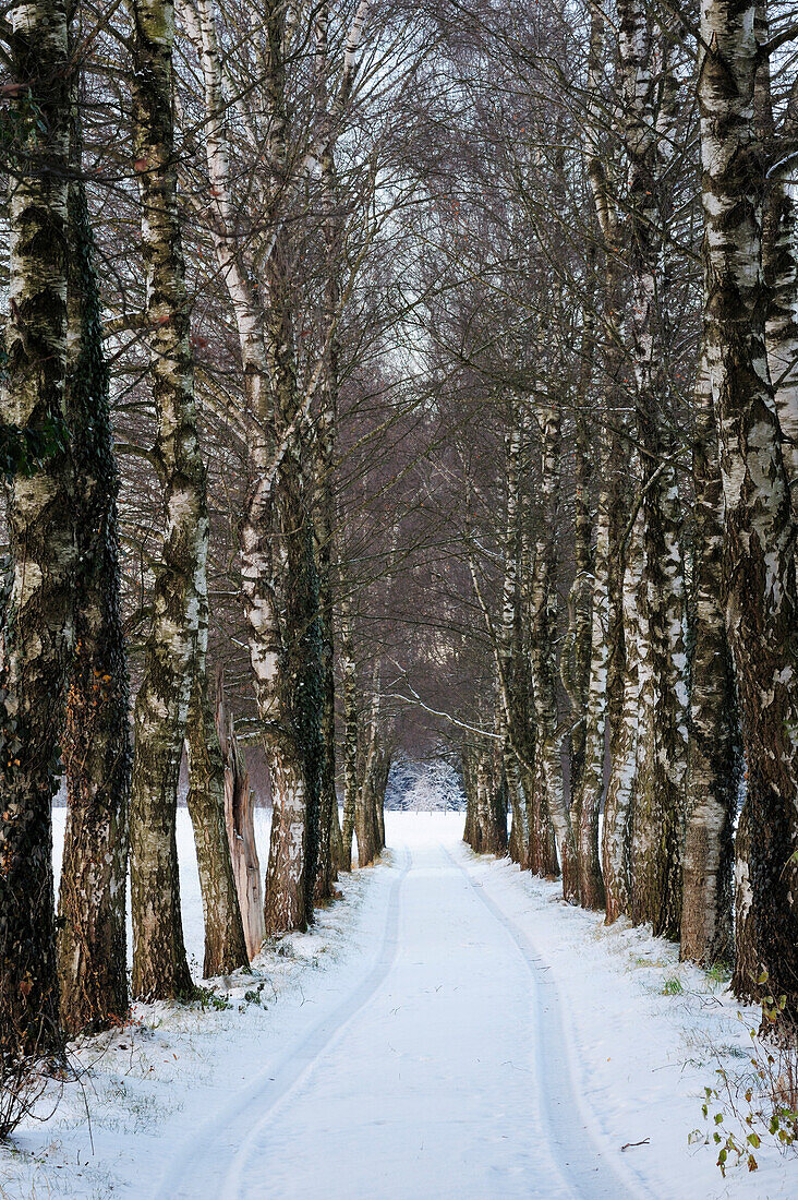 Alley of birch trees in winter, Rosenheim, Upper Bavaria, Bavaria, Germany, Europe