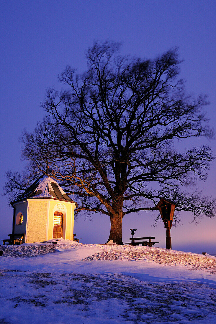 Illuminated chapel in front of cross and oak tree in winter, Chiemgau, Upper Bavaria, Bavaria, Germany, Europe