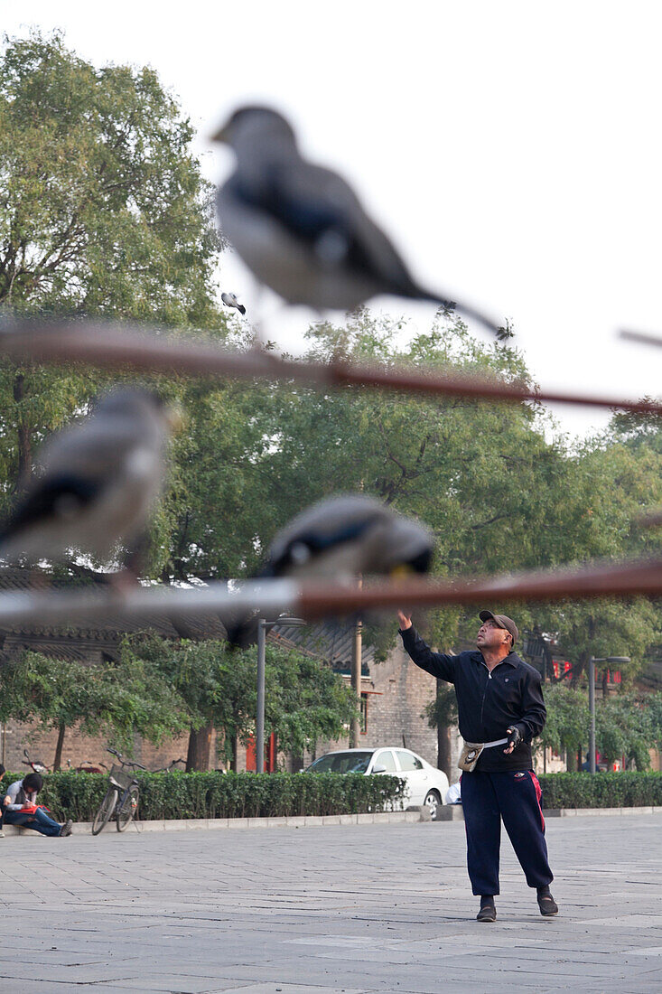 Chinesischer Mann spielt mit Vogel, gezüchtete Vögel, Platz beim Trommelturm, Altstadt, Peking, VR China