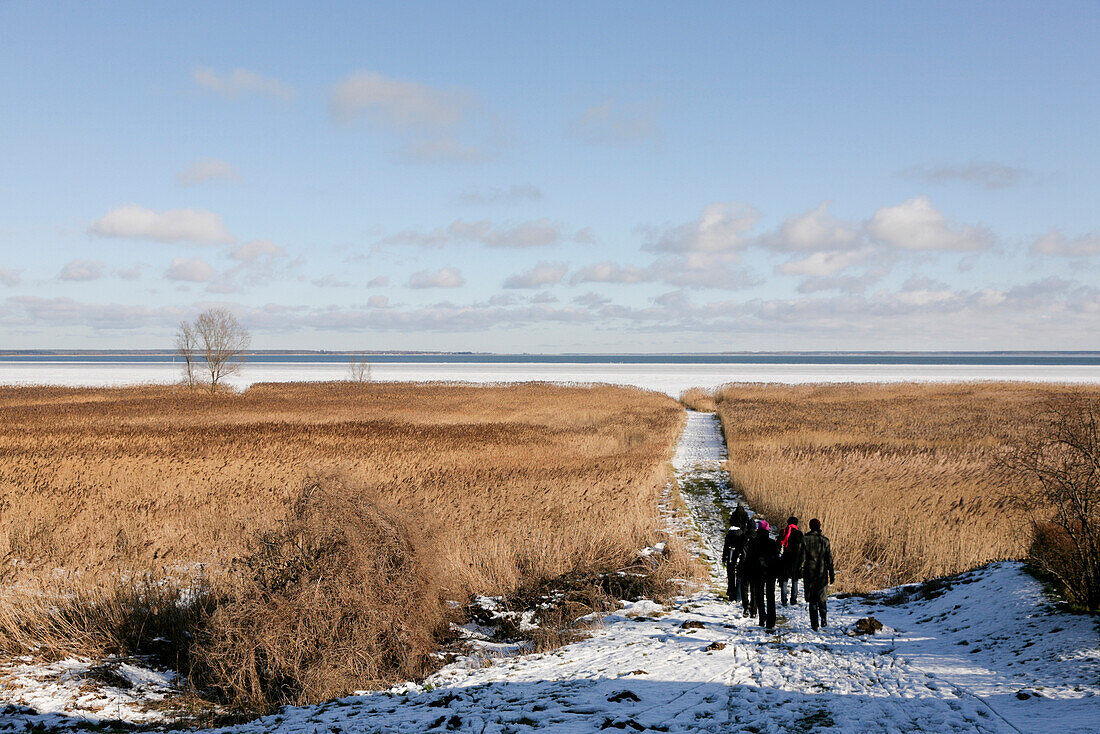 Walkers near Saaler Bodden in winter, Baltic sea spa Ahrenshoop, Mecklenburg-Western Pomerania, Germany