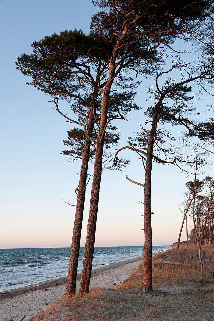 West coast with wind swept trees, Baltic sea spa Ahrenshoop, Darss, Mecklenburg-Western Pomerania, Germany
