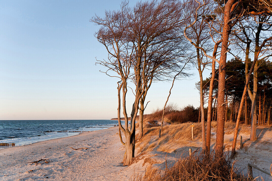 Forest at west coast, Baltic sea spa Ahrenshoop, Mecklenburg-Western Pomerania, Germany