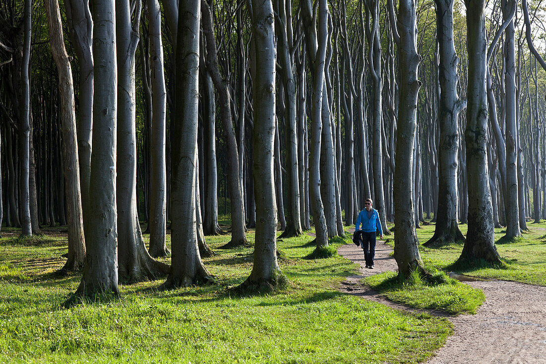 Walker in ghost forest, Nienhagen, Mecklenburg-Western Pomerania, Germany