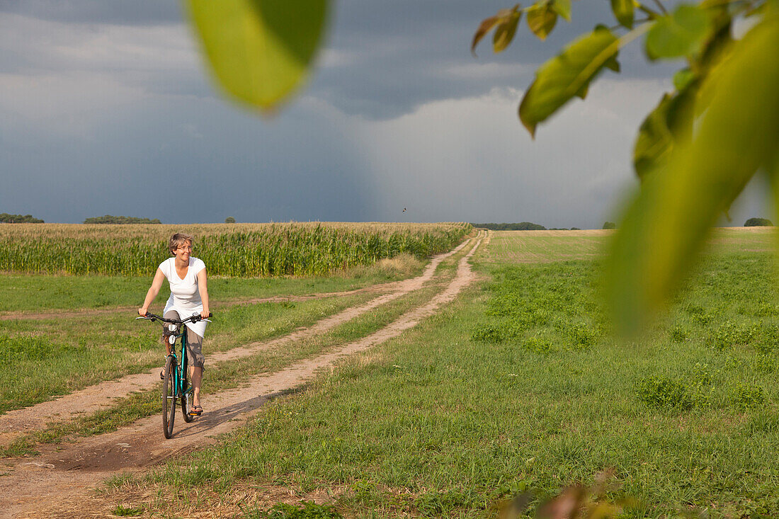 Female cyclist passing cornfield, near Stolpe, Usedom island, Mecklenburg-Western Pomerania, Germany
