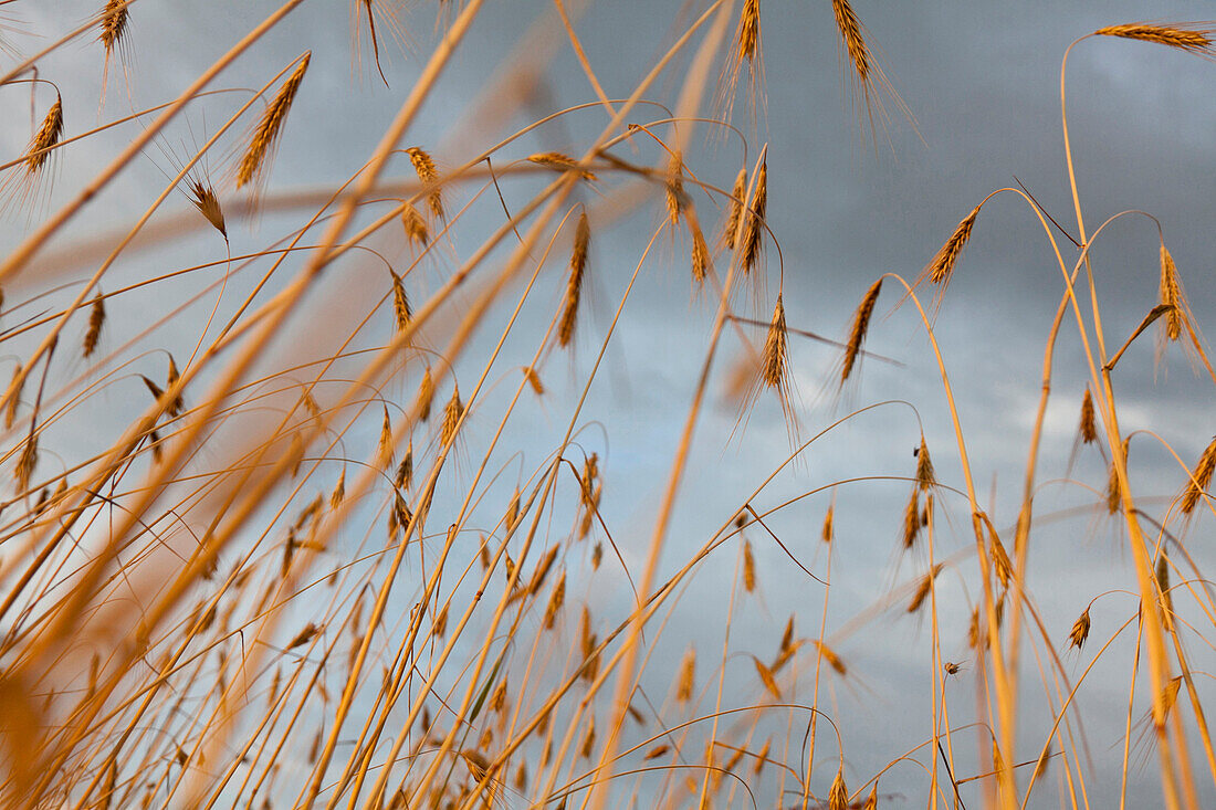 Barley field near Gummlin, Usedom island, Mecklenburg-Western Pomerania, Germany