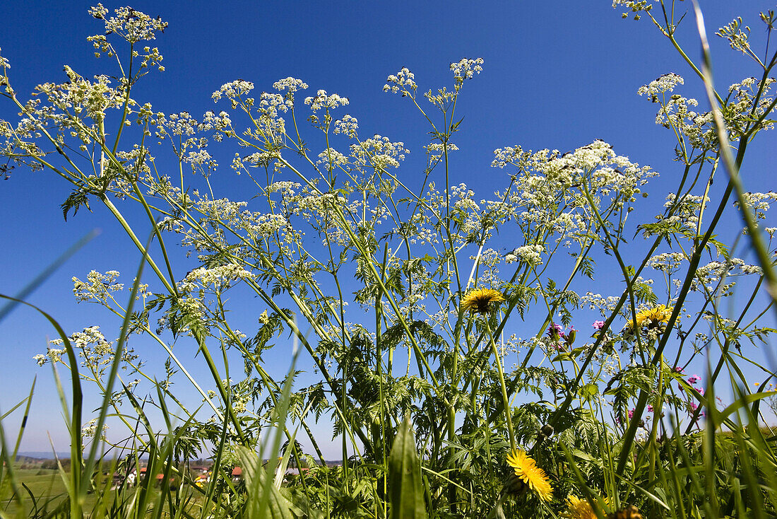 Wiesenkerbel unter blauem Himmel, Anthriscus sylvestris, Bayern, Deutschland, Europa