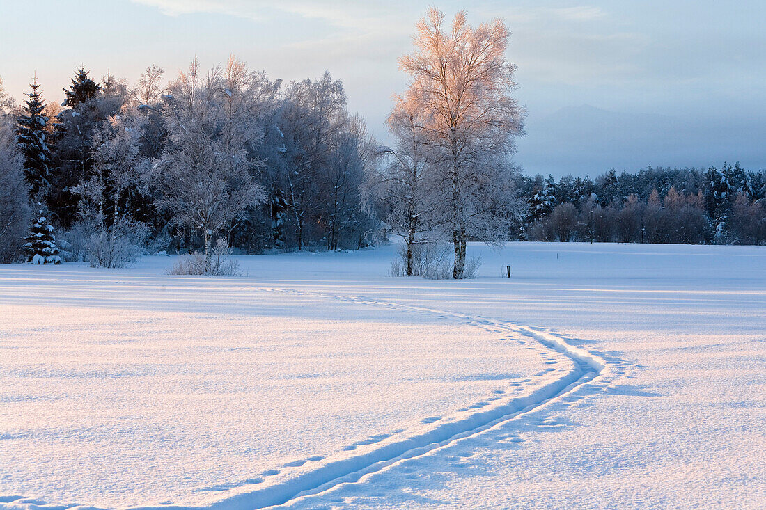 Winterlandschaft mit Skispur, Oberbayern, Bayern, Deutschland, Europa