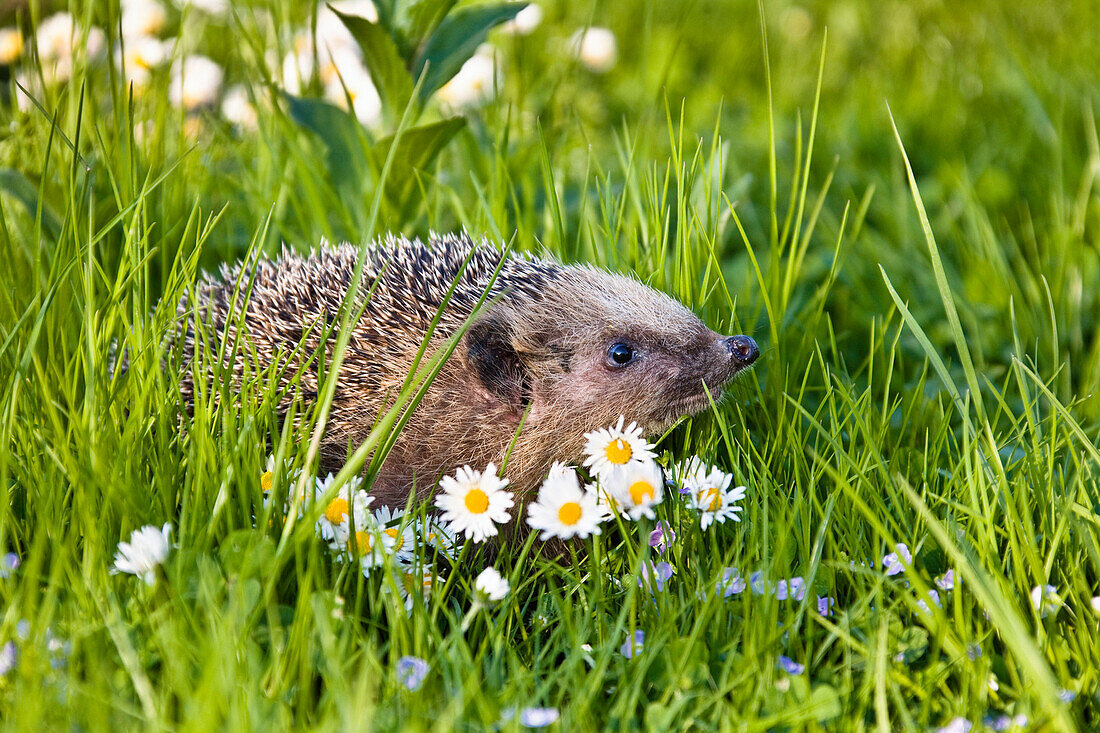 European Hedgehog (Erinaceus europaeus) in flower meadow, Bavaria, Germany