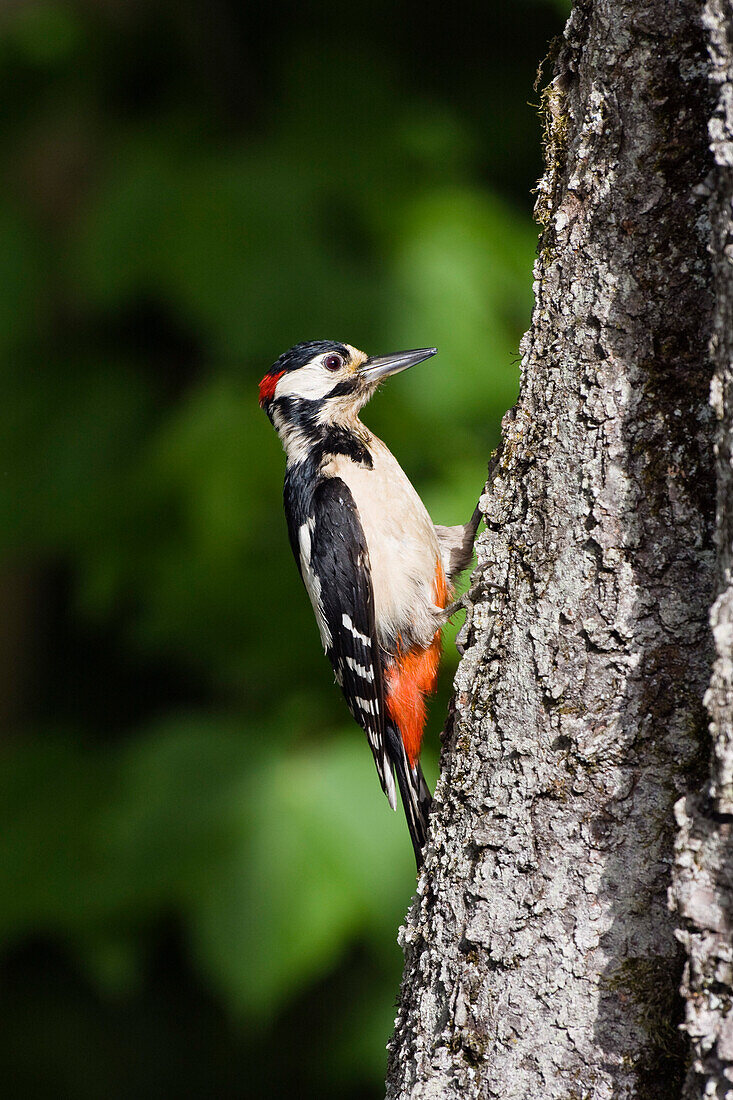 Großer Buntspecht an einem Baumstamm, Picoides major, Bayern, Deutschland, Europa