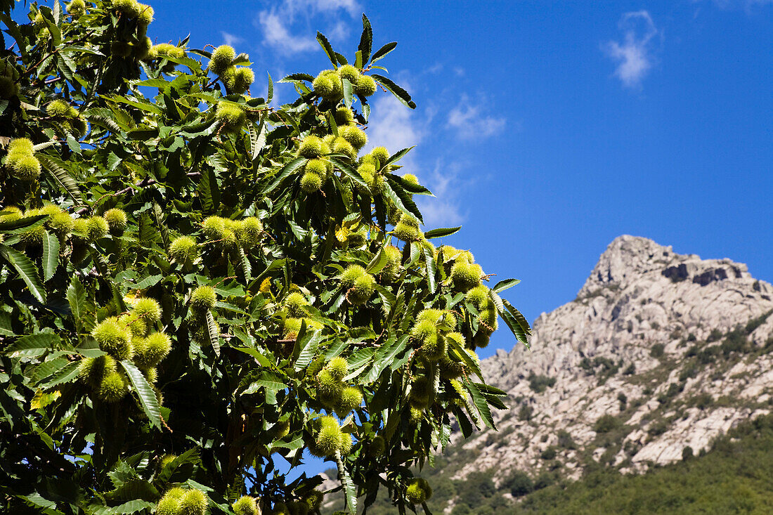Edelkastanien am Baum im Sonnenlicht, Cevennen, Frankreich, Europa