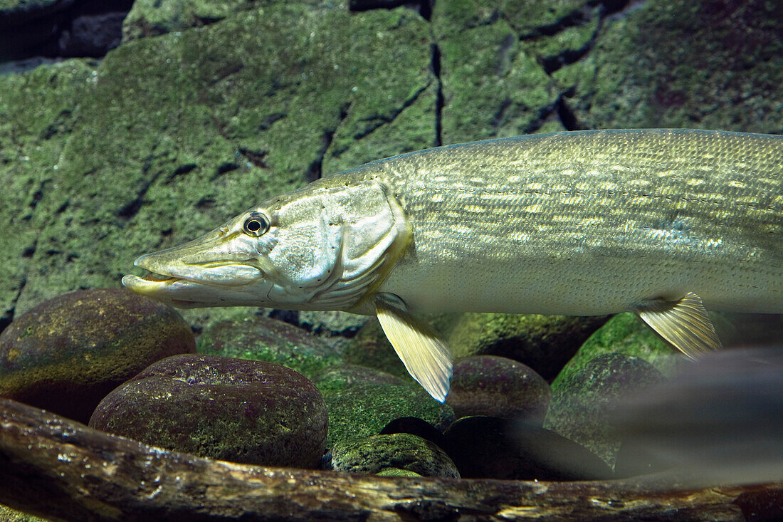 Pike, Esox lucius