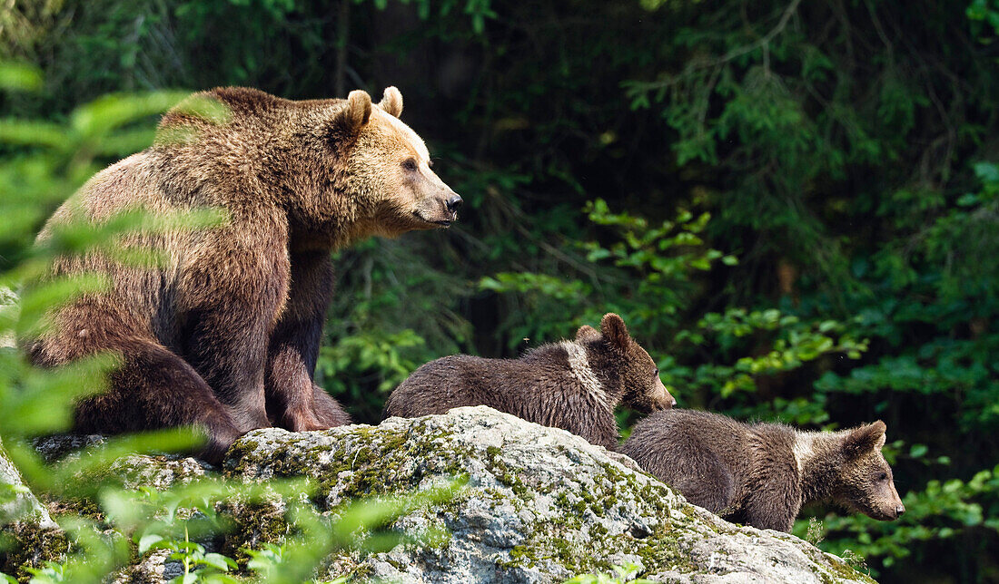 Brown bear (Ursus arctos) and two cubs, Bavarian Forest National Park, Bavaria, Germany