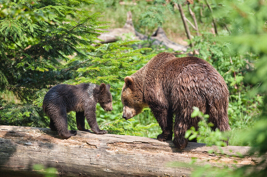 Braunbär (Ursus arctos) und Jungtier auf einem Baumstamm, Nationalpark Bayerischer Wald, Bayern, Deutschland